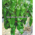 Excellent Quality Slightly Spicy Early Mature Light Green Hybrid Bell Pepper Seeds For Sale-Rich Summer